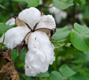 Cotton in India