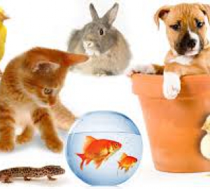 Animaux domestiques