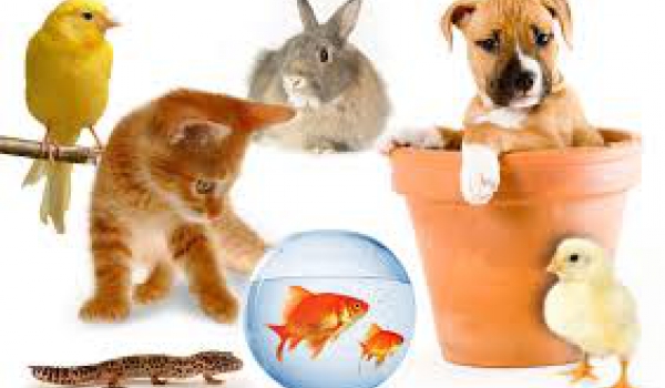 Animaux domestiques